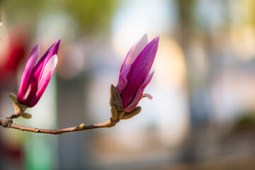  Backlit close‑up of purple magnolia flower bud © Xiangli