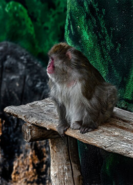 Japanese macaque male on the board. Latin name - Macaca fuscata	