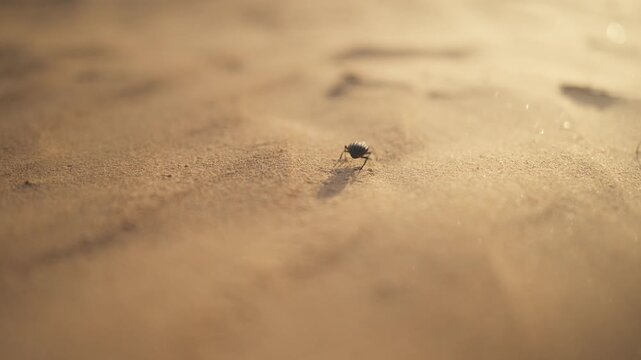 Small beetle moving across windblown desert sand as strong gusts scatter grains around its body, capturing extreme natural conditions, resilience, survival and harsh arid environment