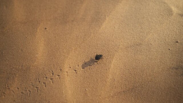 Darkling beetle crawling across windblown desert sand, surviving harsh arid conditions and adapting to an extreme environment, illustrating resilience, biodiversity, climate adaptation, desert ecology