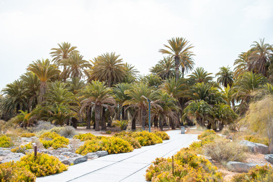 Mediterraner Park mit kanarischen Dattelpalmen