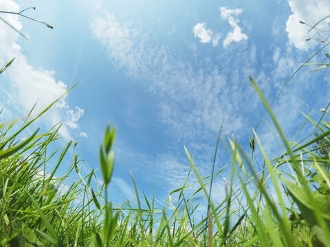 Summer nature meadow field grass