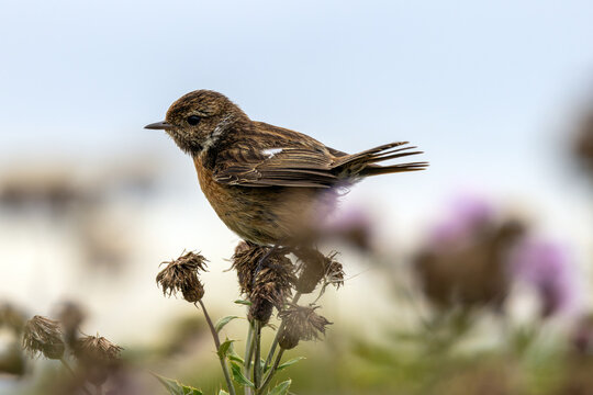 Stonechat on a thistle