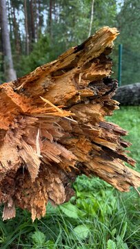 Close-up of a shattered and broken tree trunk lying on green grass. Splintered wood texture, storm damage, forestry, and force of nature concept.