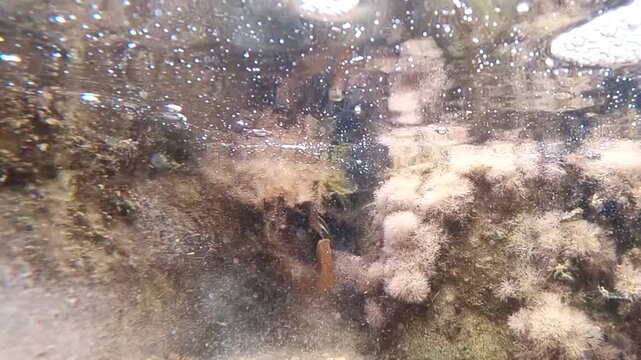 Slow motion underwater shot of a painted comber fish entering a rocky cave in Mediterranean sea