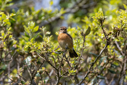 Stonechat in a bush
