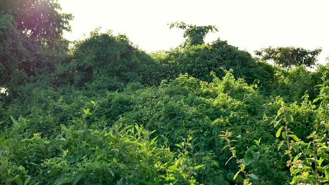 Countless insects flying over lush, green overgrown thicket during sunny day, with bright sky creating natural wild and vibrant background highlighting untamed environment. A swarm of mosquitoes