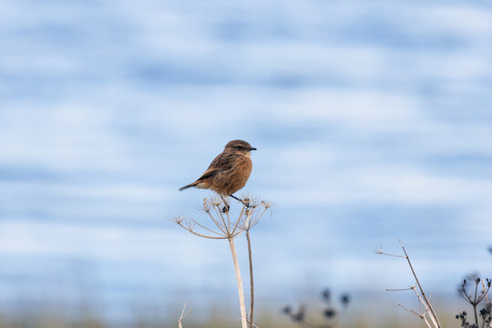 Stonechat on a dead umbel