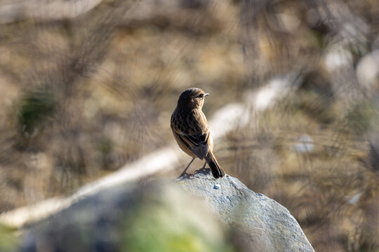 Stonechat on a boulder