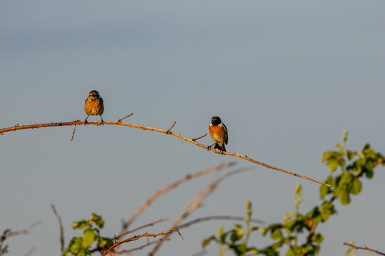 Two stonechats on a bramble