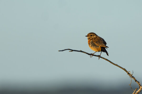 Stonechat on a branch