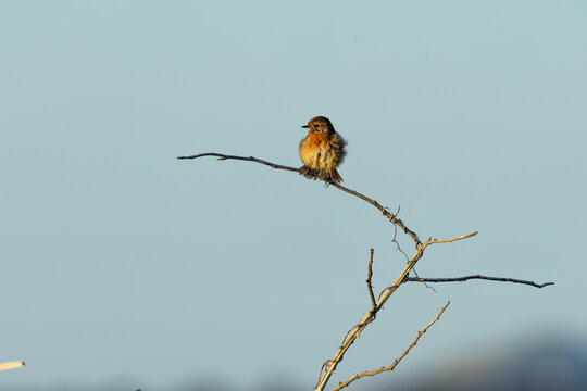 Stonechat on a twig