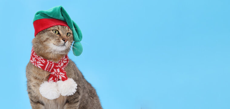 Funny tabby cat wearing green elf hat and red winter scarf sitting on blue background. Merry Christmas and Happy New Year banner concept.