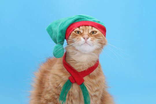 ginger cat wearing green elf hat and red scarf looking at camera on blue background. Christmas pet portrait, holiday concept studio shot.