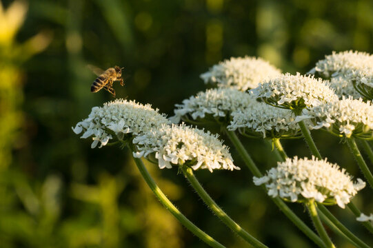 A close-up of a hogweed flower umbrella with seeds