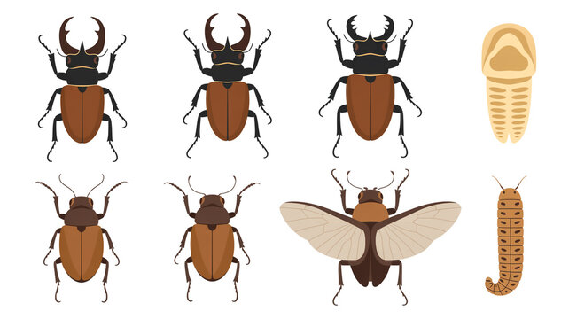 Set of different stag beetles and insect larva illustrations