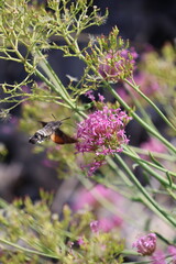 esfinge colibrí congelada en pleno vuelo sobre las flores de valeriana roja © Rubenma90