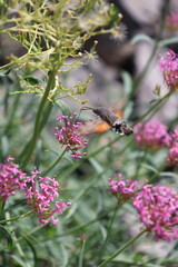 Esfinge colibrí (Macroglossum stellatarum) suspendida en el aire libando de flores rosadas © Rubenma90