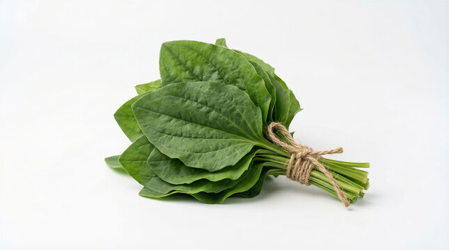 Bunch of fresh green plantain leaves tied with twine on white background. Natural remedy, herbal medicine, wellness, health industry.
