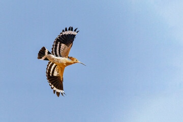 Eurasian Hoopoe Flying Against Blue Sky © Agustin