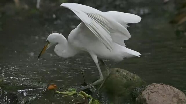 Egret on rocks in the Rain with Natural Bird Calls and Flowing Water