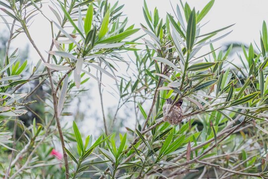 hummingbird in its nest in the middle of the trees