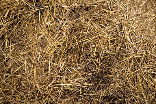 Detailed top view of dry crushed straw and hay texture covering agricultural ground, suitable for natural farming background or organic mulch concept.