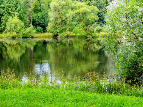 green shore of picturesque pond in park in summer
