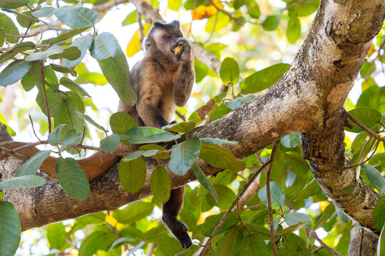 Black-striped Capuchin - Sapajus cay, small unique primate native to the forests and woodlands of Northern and Central Brazil, Pantanal.