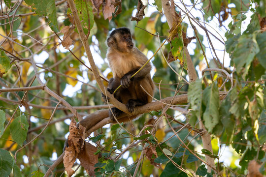Black-striped Capuchin - Sapajus cay, small unique primate native to the forests and woodlands of Northern and Central Brazil, Pantanal.