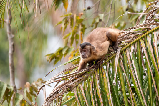 Black-striped Capuchin - Sapajus cay, small unique primate native to the forests and woodlands of Northern and Central Brazil, Pantanal.