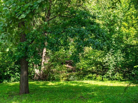 oak tree on meadow on sunny summer day