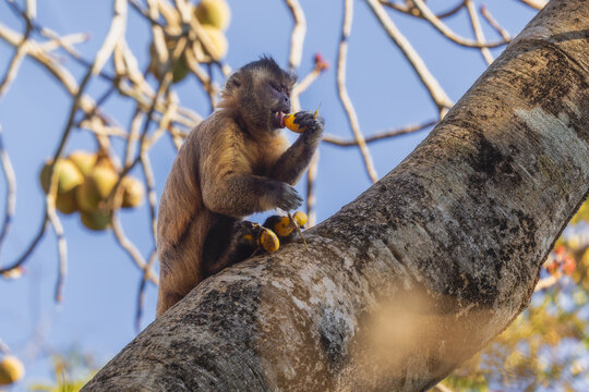 Black-striped Capuchin - Sapajus cay, small unique primate native to the forests and woodlands of Northern and Central Brazil, Pantanal.