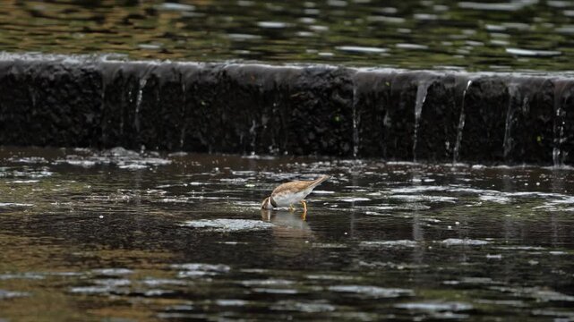 Little Ringed Plover Foraging in Shallow Water in Slow Motion 4K