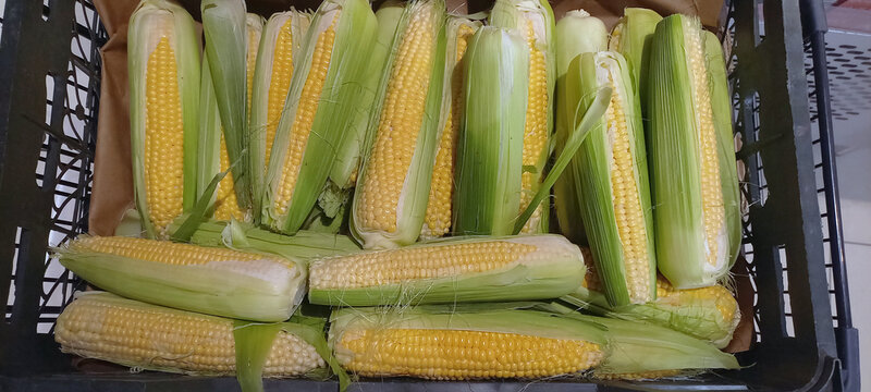 Horizontal close-up of fresh corn cobs in a market display, rustic produce background, natural texture, healthy food, raw vegetables.