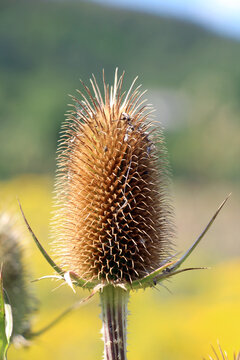 Common teasel (Dipsacus) grows in nature