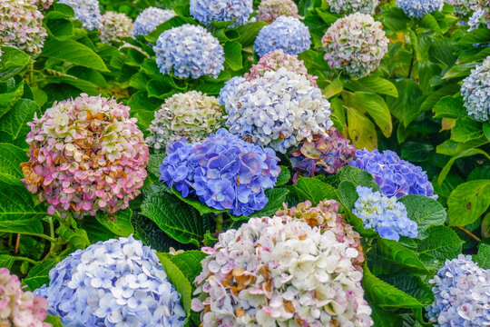 Hydrangea flower blooming in flower garden, Hydrangea macrophylla,purple and blue hydrangea bush a in full bloom.