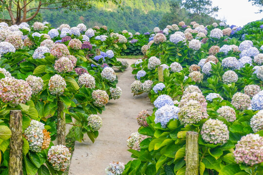Hydrangea flower blooming in flower garden, Hydrangea macrophylla,purple and blue hydrangea bush a in full bloom.