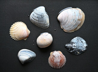 Seashells in Water © StevertS