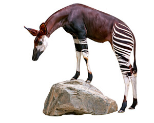 Naklejka premium Okapi animal pose bending down near stone rock object photography specimen