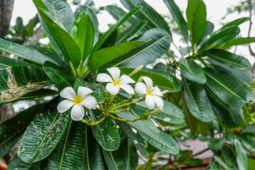Plumeria flower and green leaves on tree,white frangipani tropical flower  blooming on tree,zen massage spa,summer beach vacation,rest hotel,island sea concept. © wanatithan