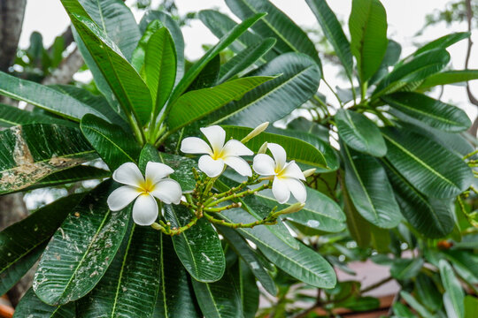 Plumeria flower and green leaves on tree,white frangipani tropical flower  blooming on tree,zen massage spa,summer beach vacation,rest hotel,island sea concept.