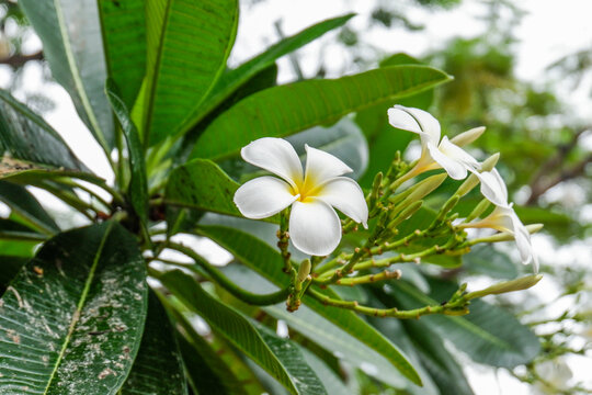 Plumeria flower and green leaves on tree,white frangipani tropical flower  blooming on tree,zen massage spa,summer beach vacation,rest hotel,island sea concept.