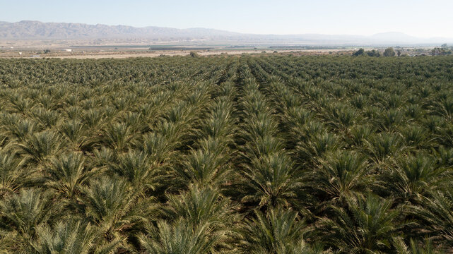 Aerial view of a vast palm tree nursery with rows of green palms stretching across the desert landscape towards distant mountains in Coachella, California, United States.