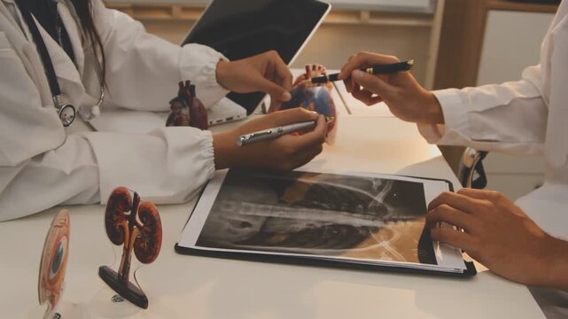 Doctor holding and pointing to an anatomical model of human lungs in a clinical office setting