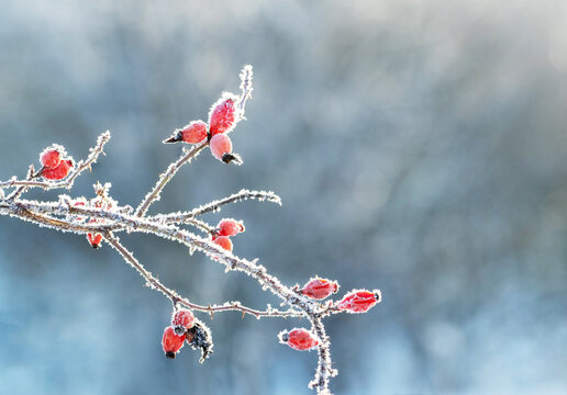 Rosehip branch with red berries covered in frost on blurred background in winter