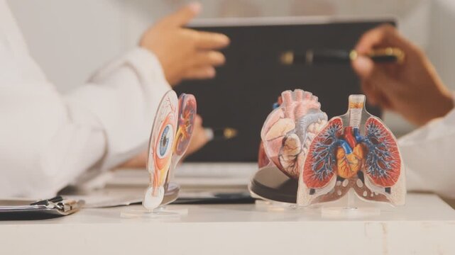 Doctor holding and pointing to an anatomical model of human lungs in a clinical office setting