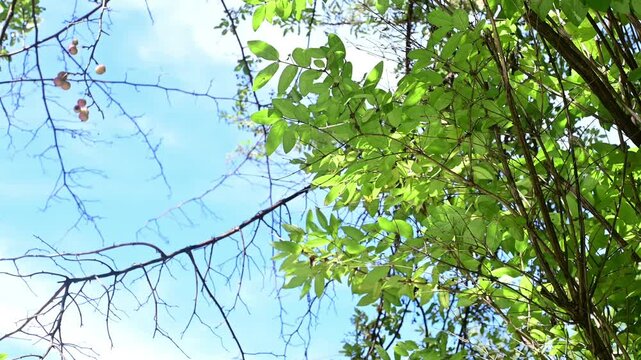 Looking up on wild apples and tree foliage reflecting sunlight bouncing off of leaves, motion bokeh video, natural authentic outdoors scene, late summer early fall
