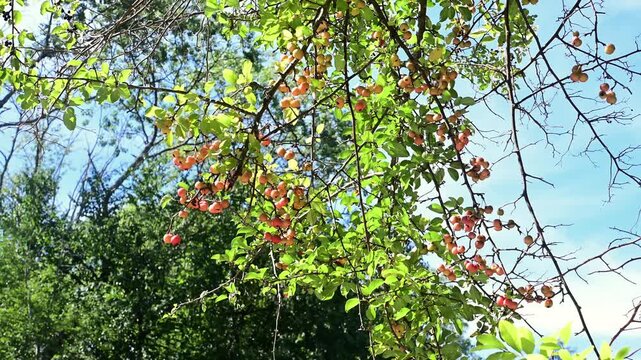 Looking up on wild apples and tree foliage reflecting sunlight bouncing off of leaves, motion bokeh video, natural authentic outdoors scene, late summer early fall