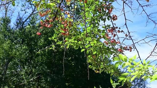 Looking up on wild apples and tree foliage reflecting sunlight bouncing off of leaves, motion bokeh video, natural authentic outdoors scene, late summer early fall